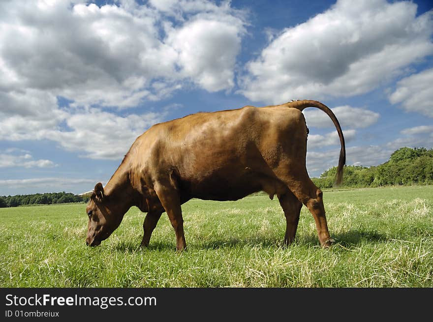 A cow is standing on green field eating grass. A cow is standing on green field eating grass.