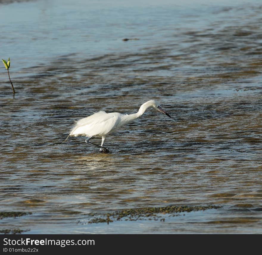 Hunter. Great White Egret