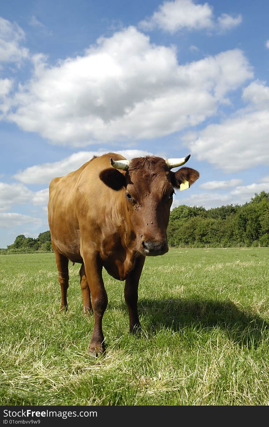 A cow is standing on a green field. The sky is blue with white clouds. A cow is standing on a green field. The sky is blue with white clouds.