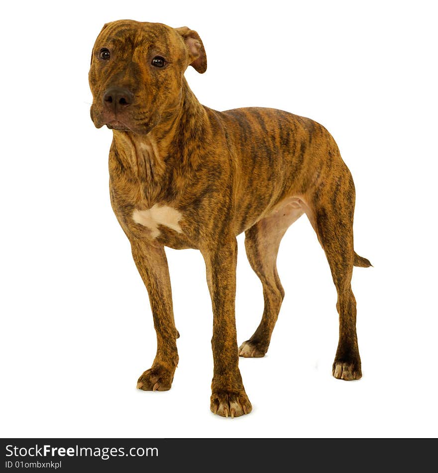 Staffordshire terrier dog standing on a clean white background. Staffordshire terrier dog standing on a clean white background