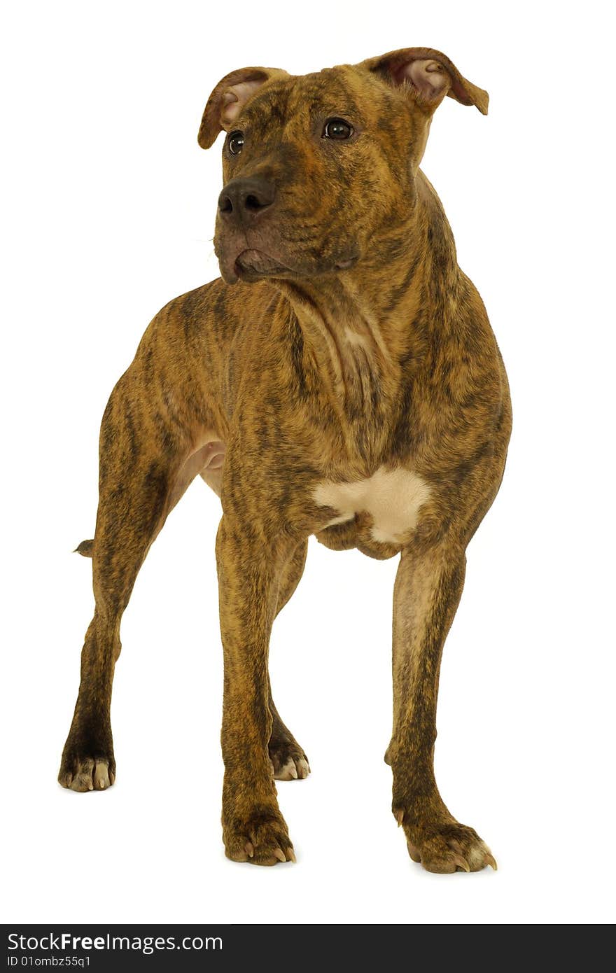 Staffordshire terrier dog is standing on a clean white background