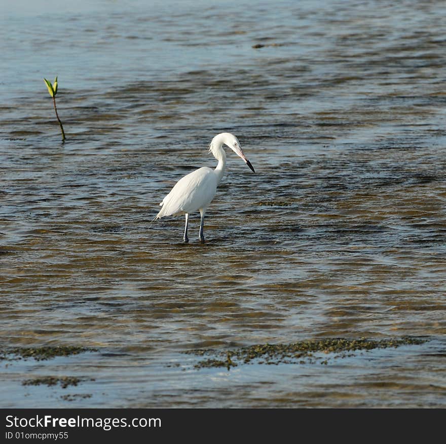 Wild Great White Egret fishing at shallow Caribbean waters. Cuba, July 2008. Wild Great White Egret fishing at shallow Caribbean waters. Cuba, July 2008