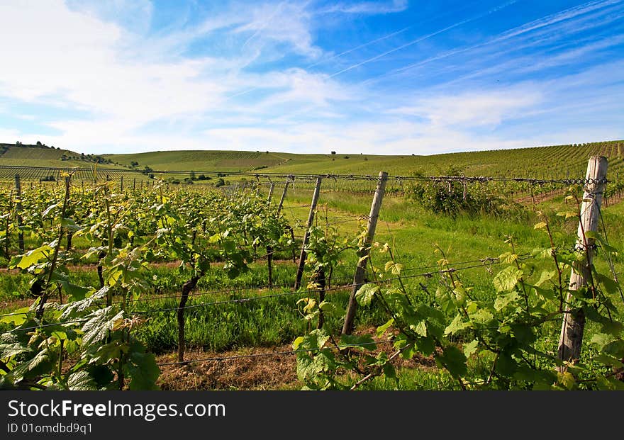 German vineyard near the rhein river