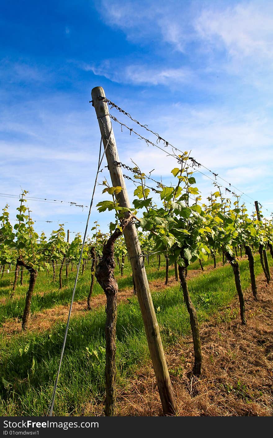 German Vineyard Near The Rhein River