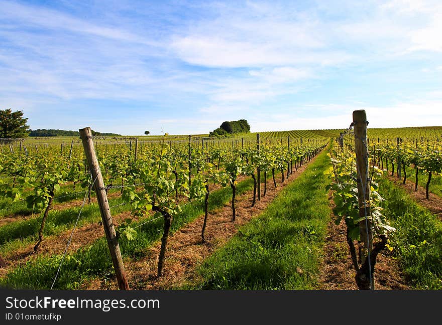 German vineyard near the rhein river