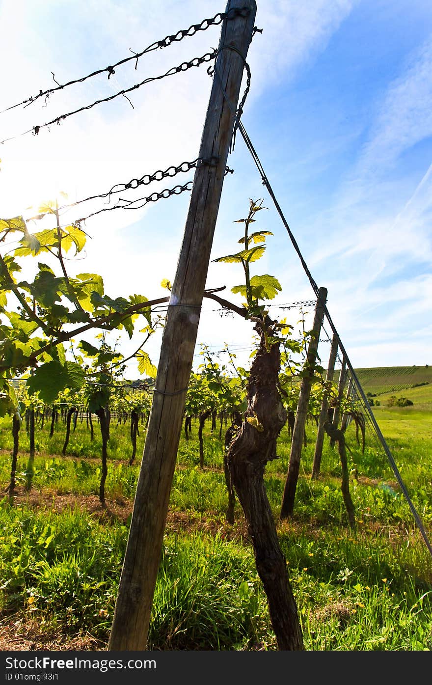 German vineyard near the rhein river