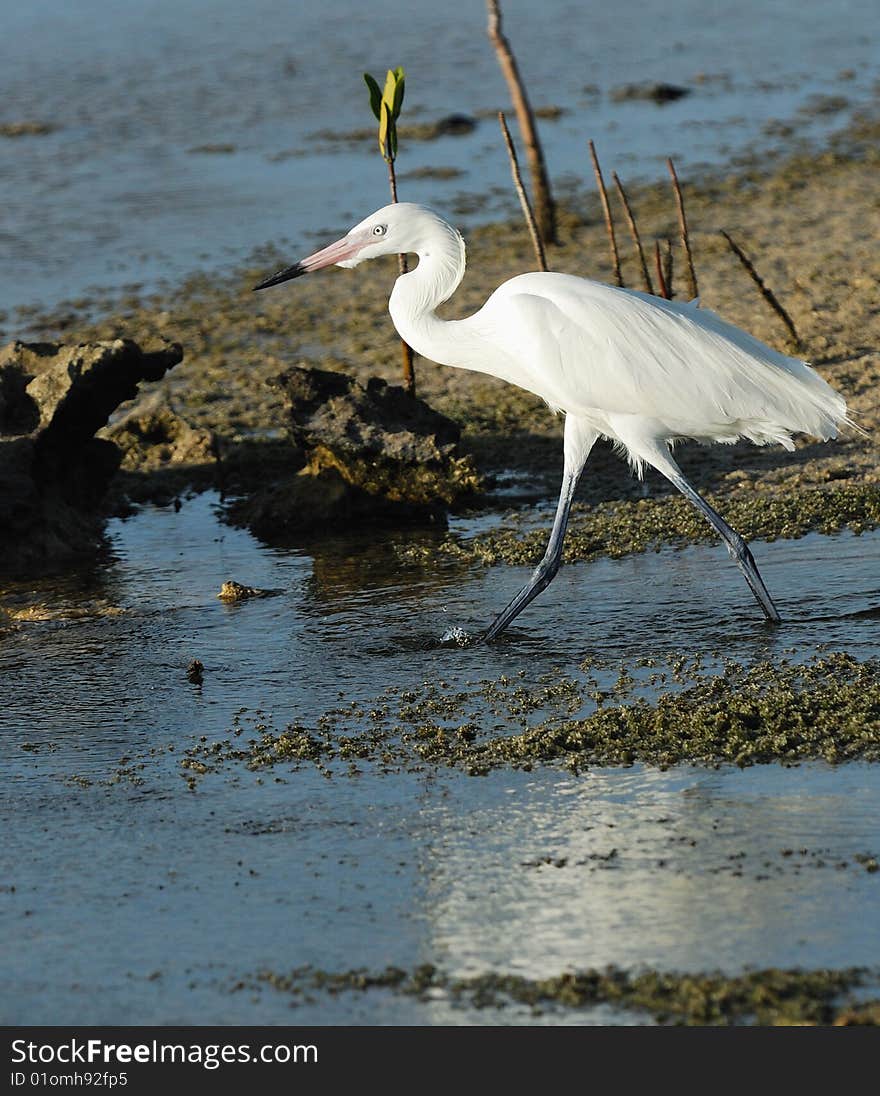 Wild Great White Egret walking at shallow Caribbean waters. Cuba, July 2008