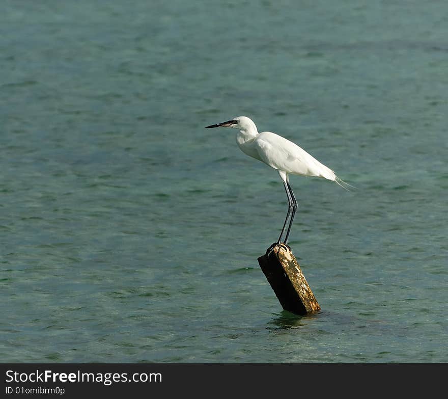 Great White Egret hunting at Caribbean waters. Cuba, July 2008