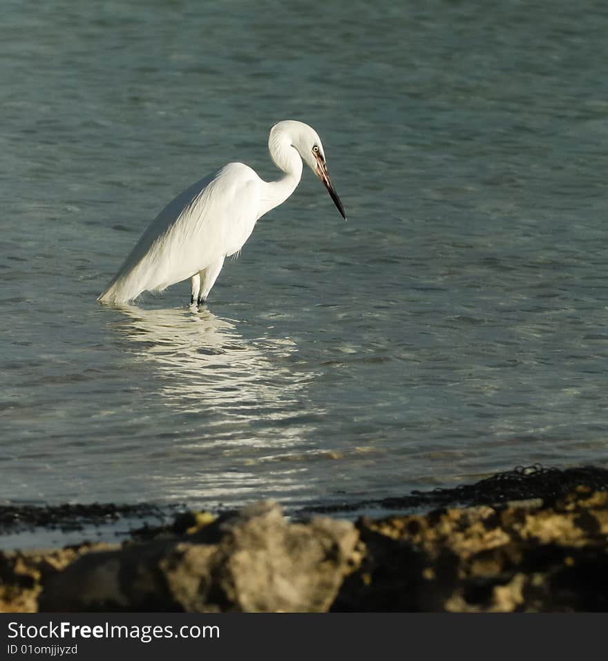 Great White Egret fishing at shallow Caribbean waters. Cuba, July 2008