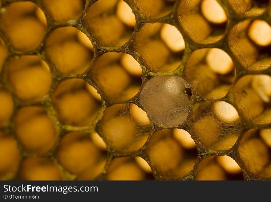 Macro image of the hexagonal honeycomb structure made by bees, some cells with cobwebs. Macro image of the hexagonal honeycomb structure made by bees, some cells with cobwebs