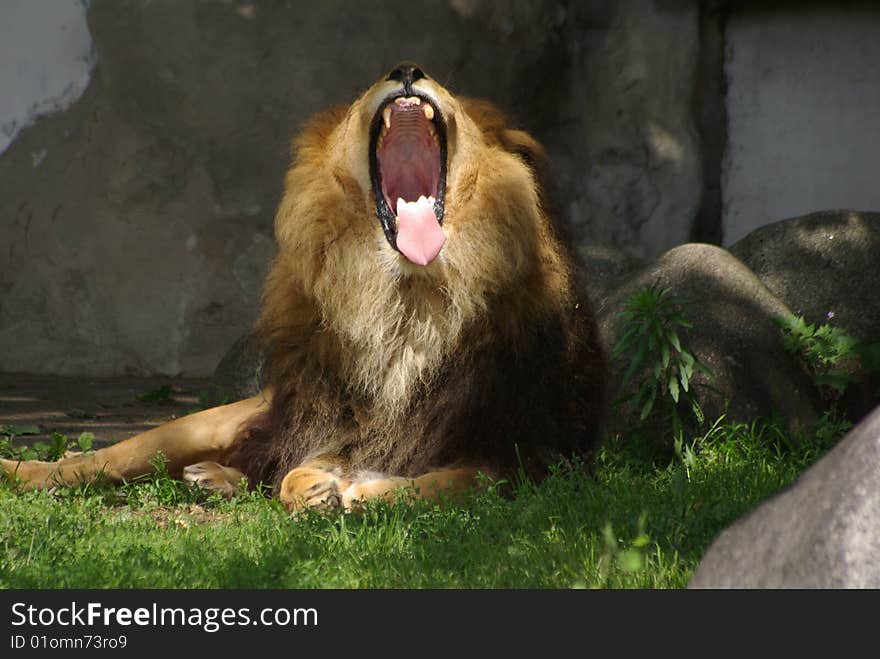 Lion man is laying down and is screaming. Lion man is laying down and is screaming