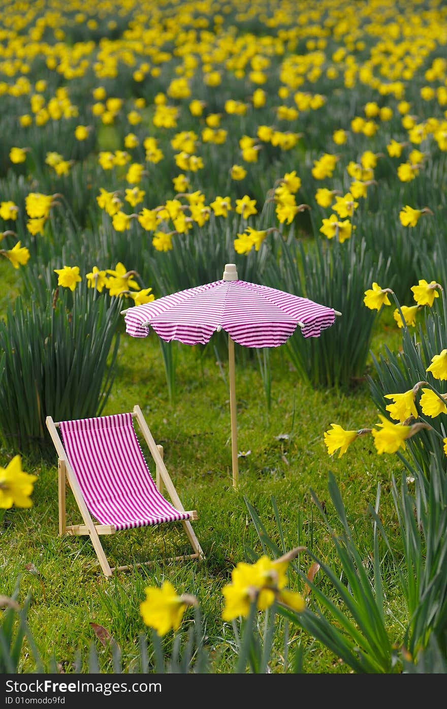 Meadow with narcissus, sunbed and parasol. Meadow with narcissus, sunbed and parasol