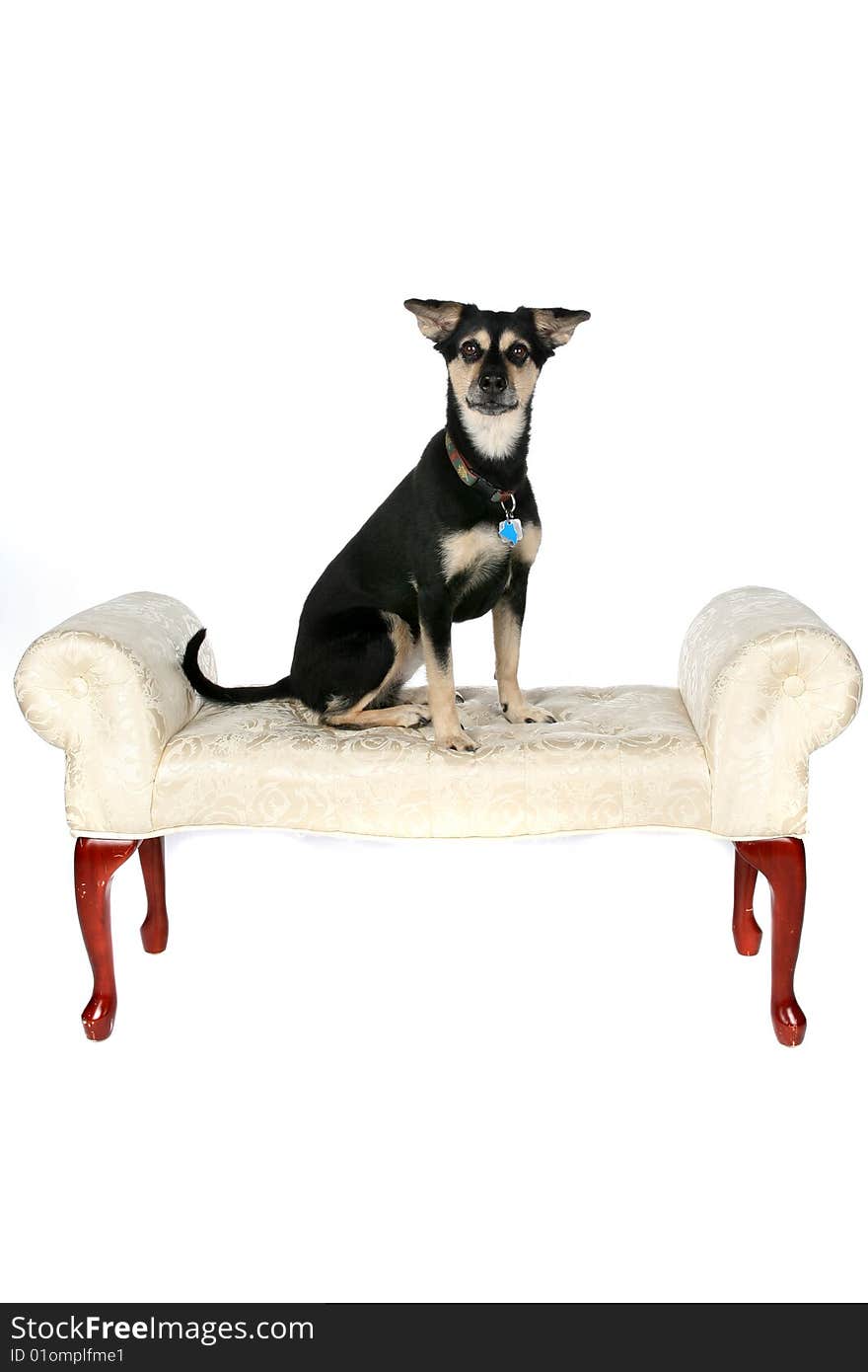 Big black and tan dog sitting on studio furniture