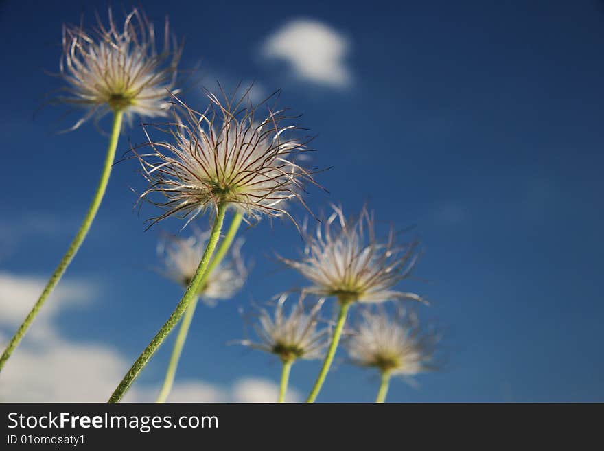 Wood dandelions