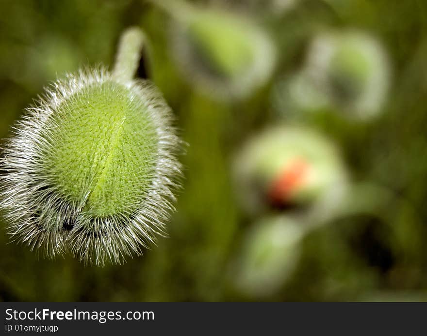 Close-up of Poppy bud on green