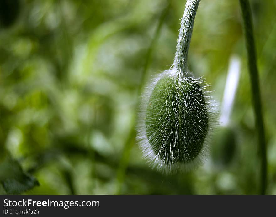 Close-up of Poppy bud on green