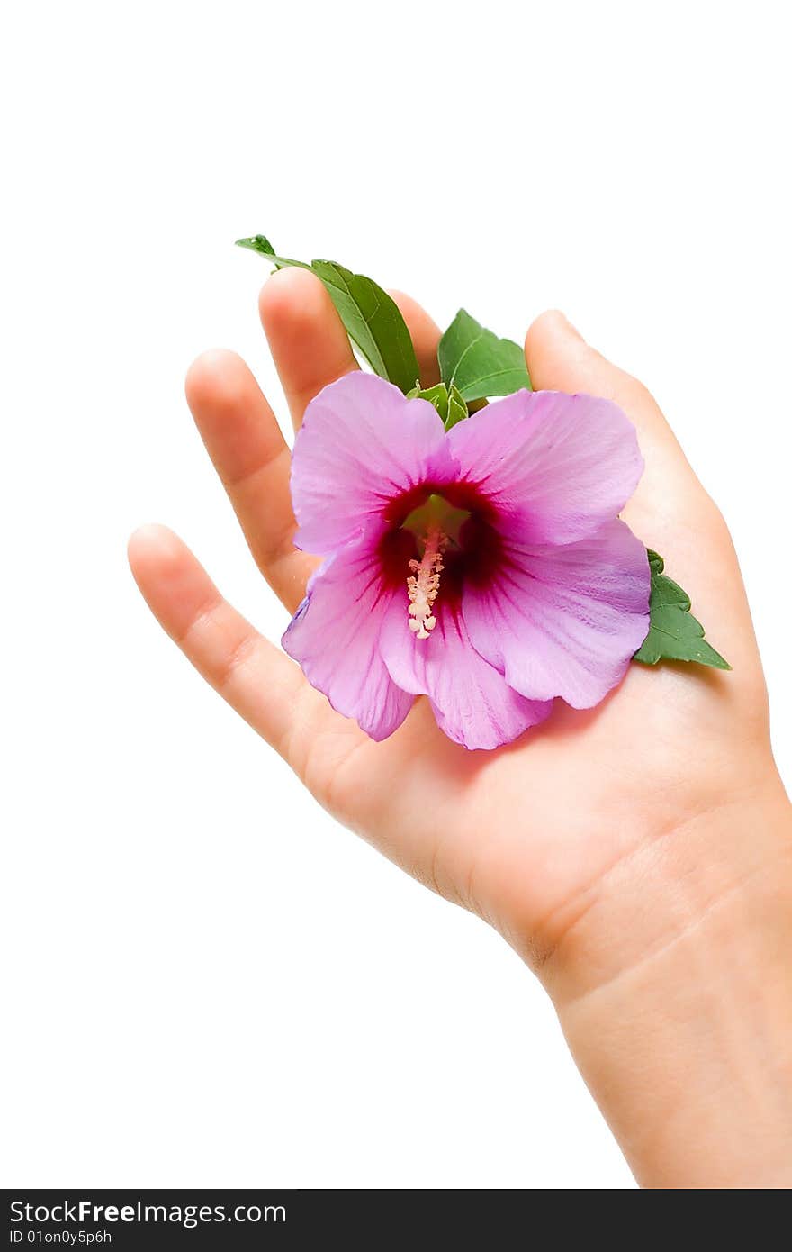 Flower in human hand isolated on white