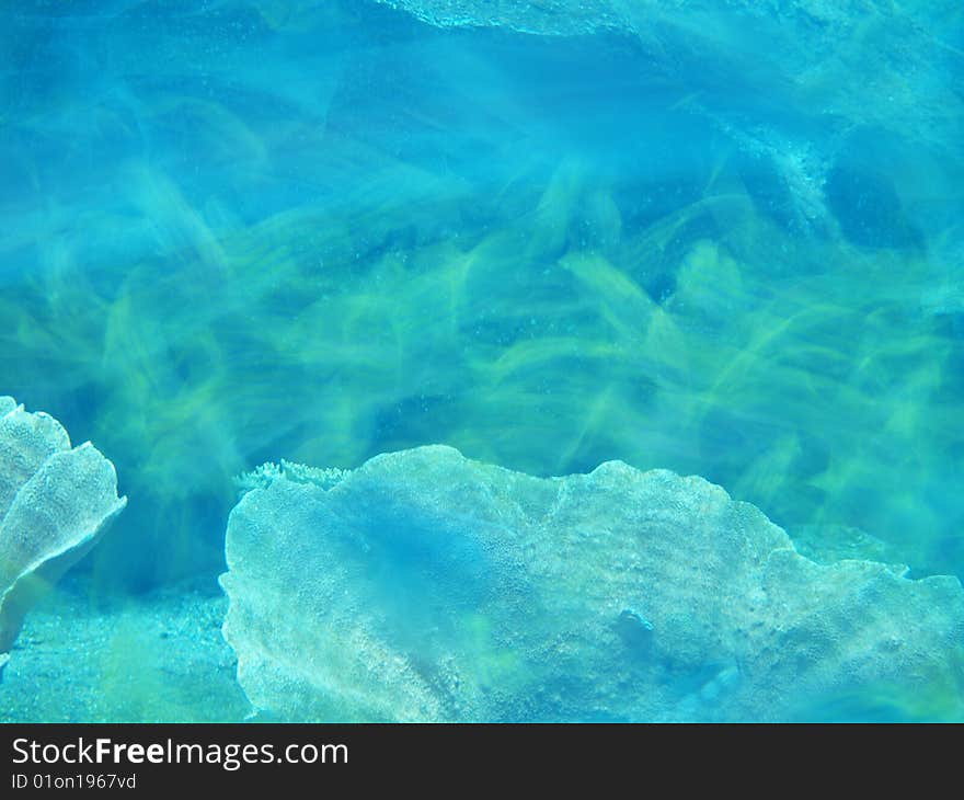 Shells on a reef and blurred fish. Shells on a reef and blurred fish