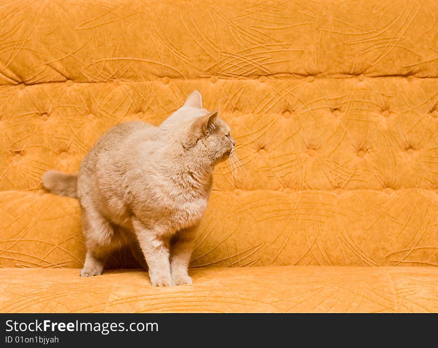 Cat On The Sofa