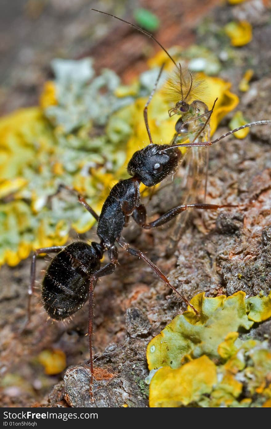 Tree ant caring dead fly. Tree ant caring dead fly