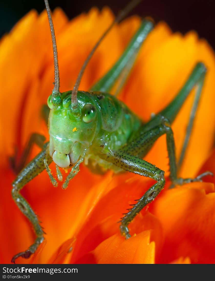 Portrait of green grasshopper on flower