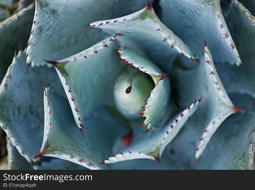 Aloe vera flower abstract detail in horizontal compositon.