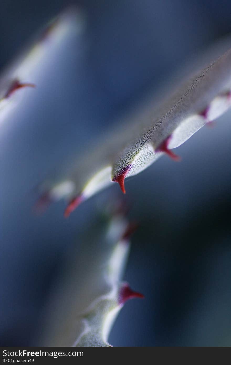 Aloe vera flower abstract detail in vertical composiiton and shallow depth of the field.