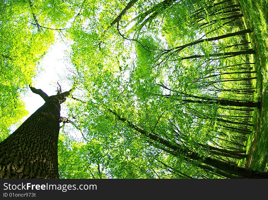 Early morning sun in the green forest