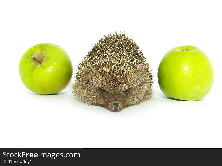 Hedgehog and apple