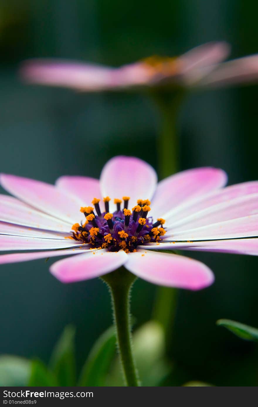 Nice pink flower closeup shot. Nice pink flower closeup shot