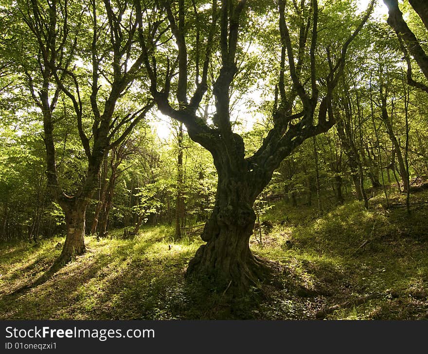 Beautiful tree under sunlight in a green forest. Beautiful tree under sunlight in a green forest