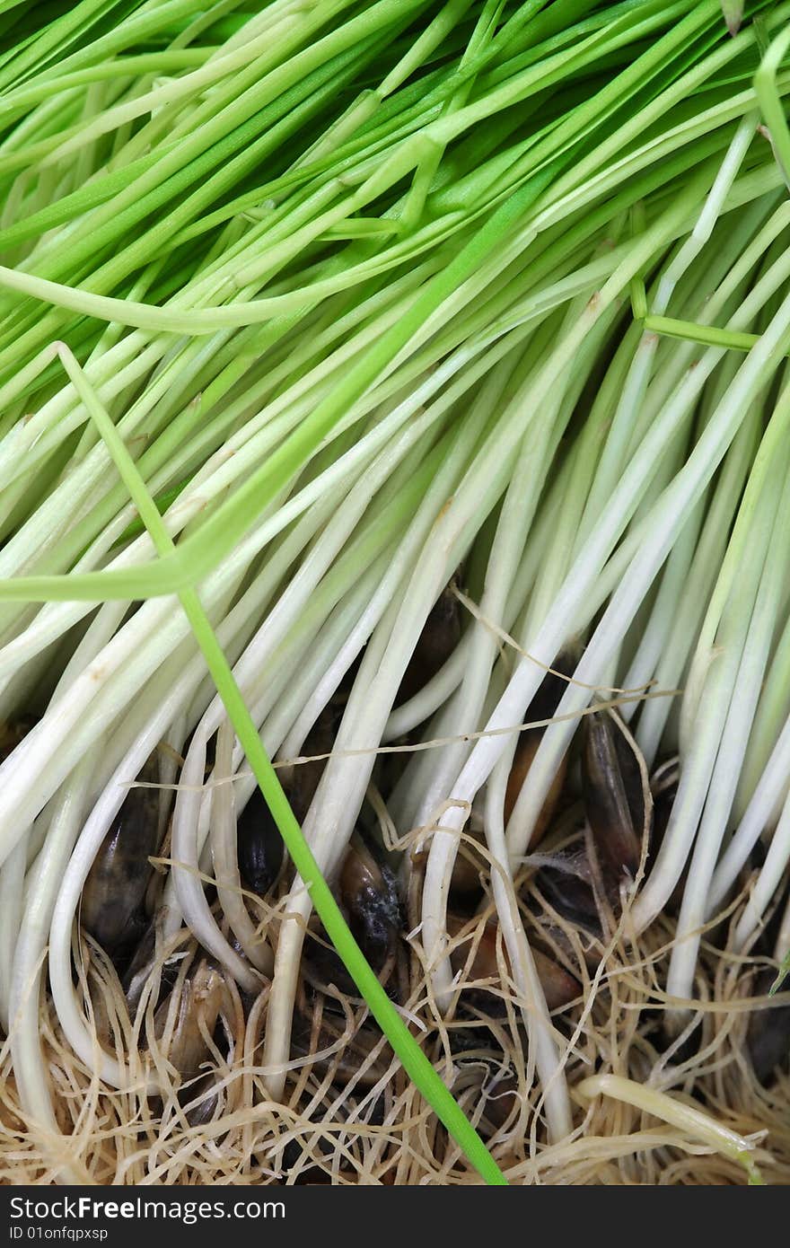 Lush oat foliage. Ground view. Lush oat foliage. Ground view