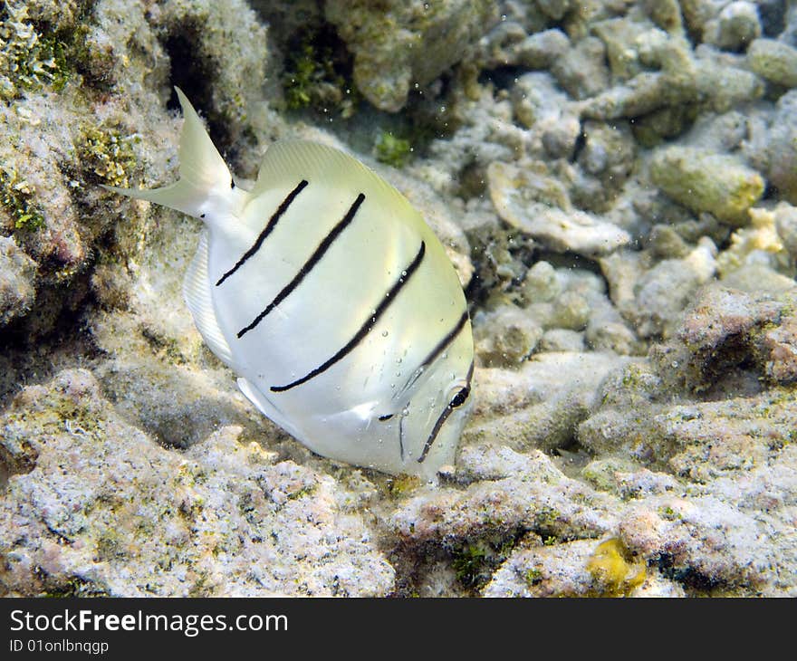 A Convict Surgeonfish in Polynesia while feeding. italian name: Chirurgo Galeotto (o pentastriato) scientific name: Acanthurus Triostegus english name: Convict Surgeonfish. A Convict Surgeonfish in Polynesia while feeding. italian name: Chirurgo Galeotto (o pentastriato) scientific name: Acanthurus Triostegus english name: Convict Surgeonfish