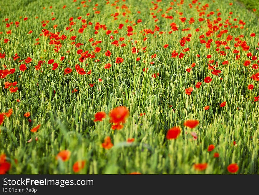 Poppies 01