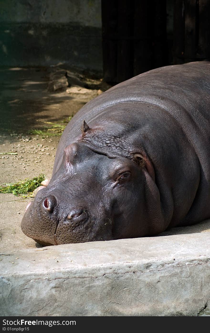 Hippo