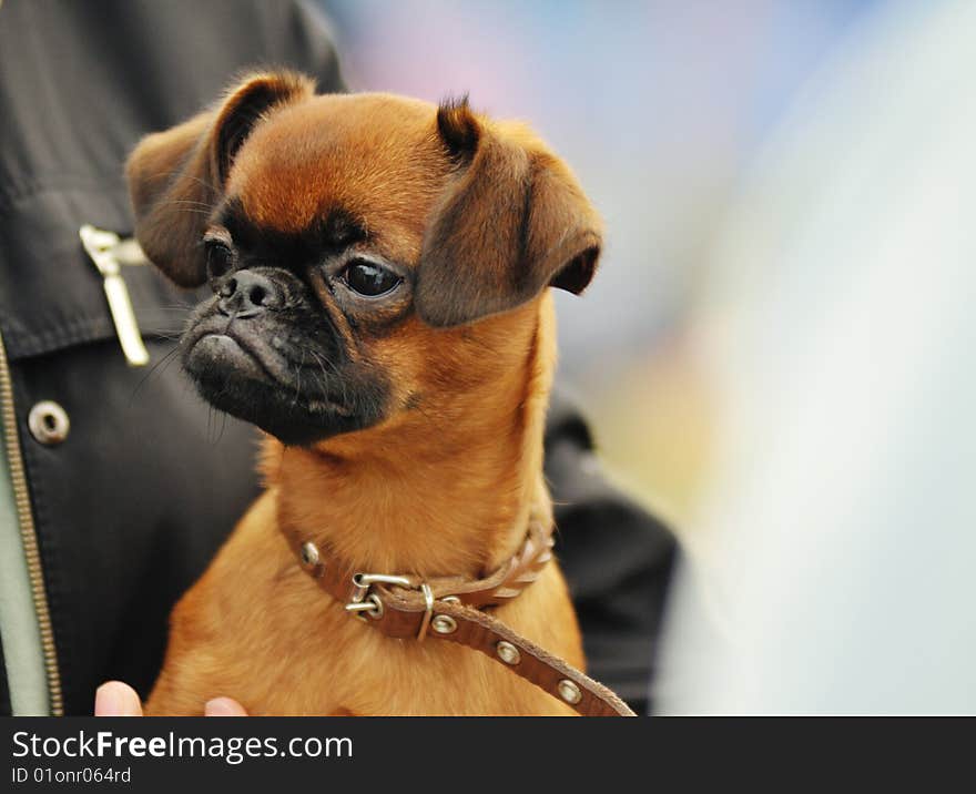 Doggy sits on hand