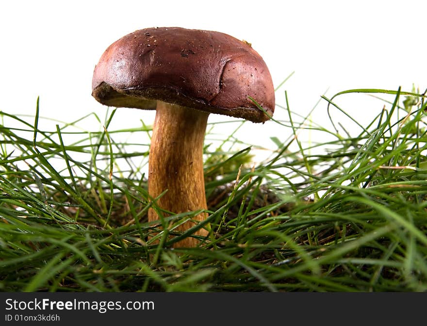 Mushroom in a grass on isolated. Mushroom in a grass on isolated