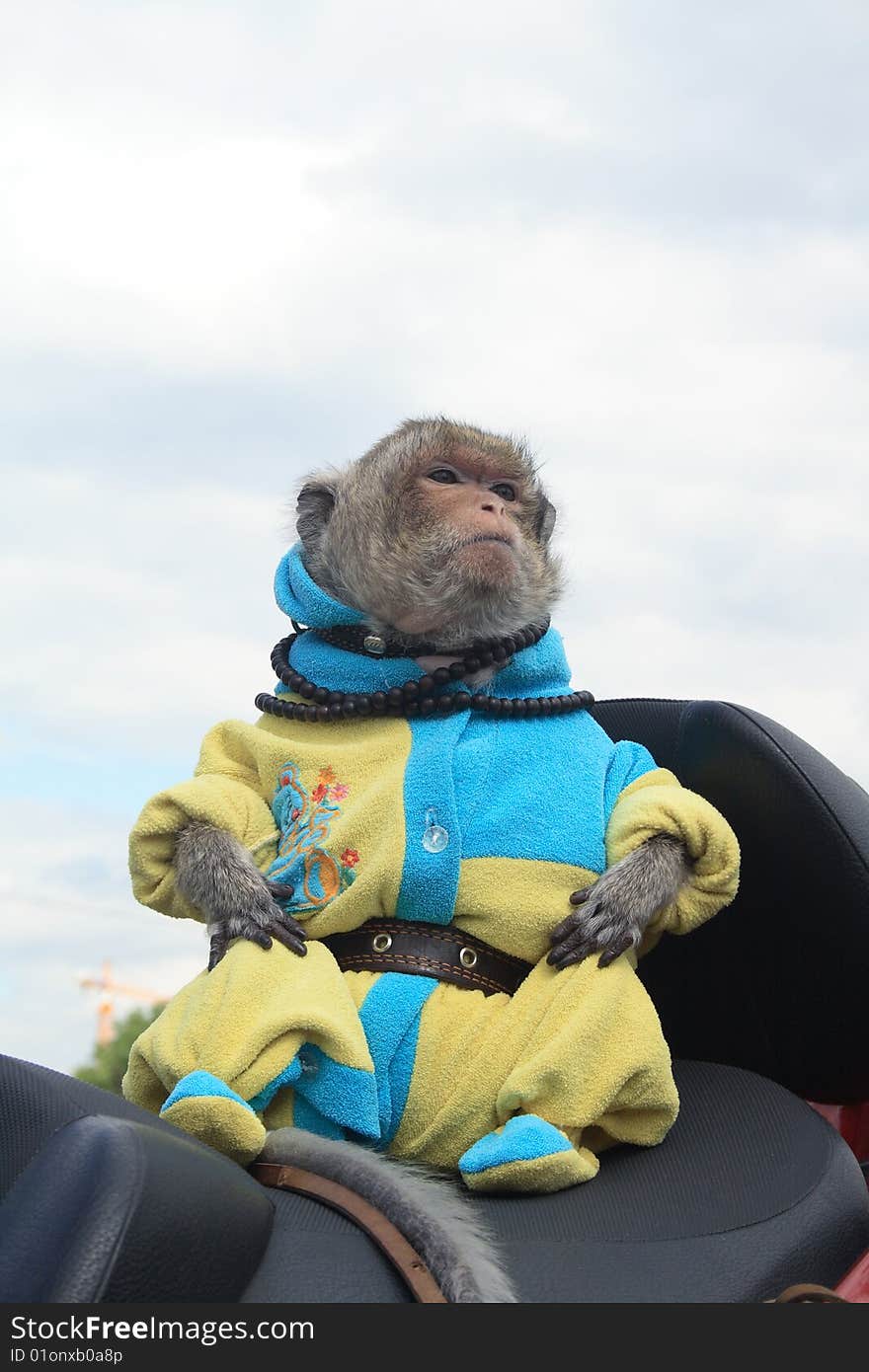 Funny monkey dressing up in clothes on background with cloud sky. Funny monkey dressing up in clothes on background with cloud sky