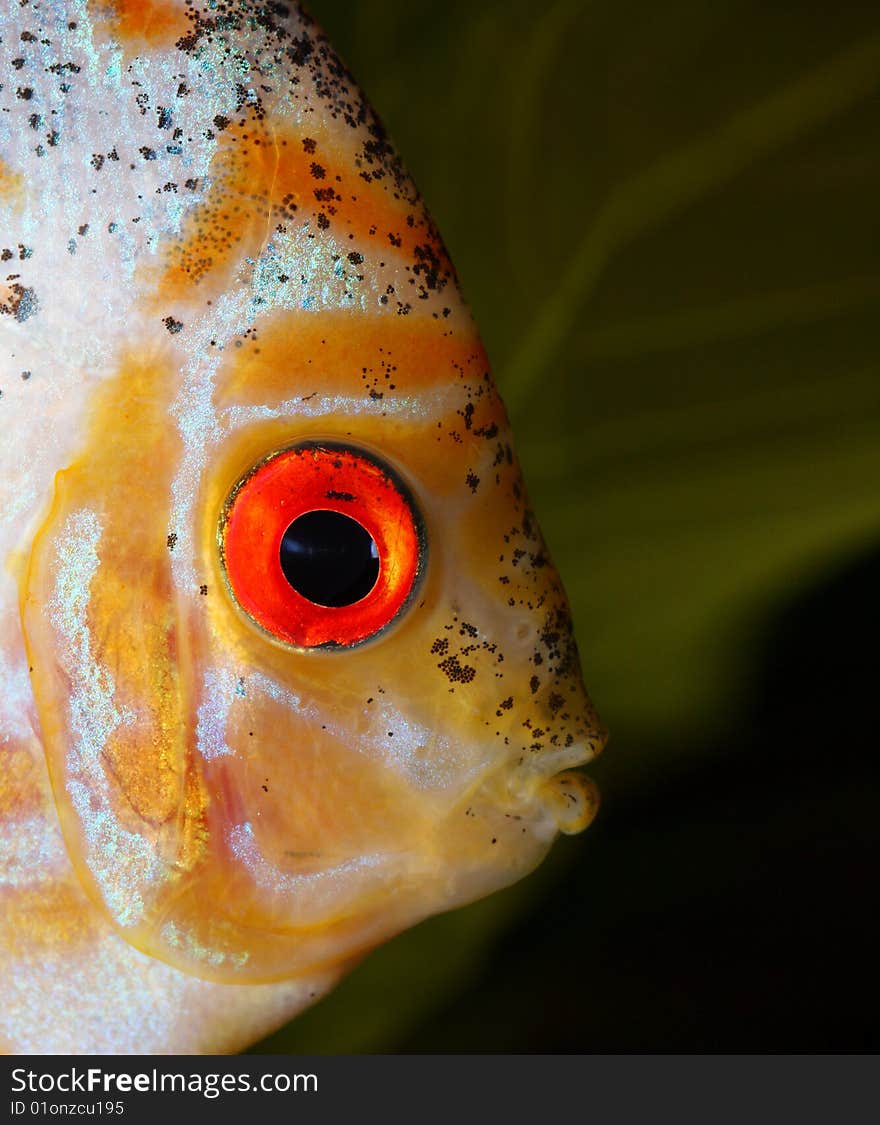 Discus head close up shot in aquarium