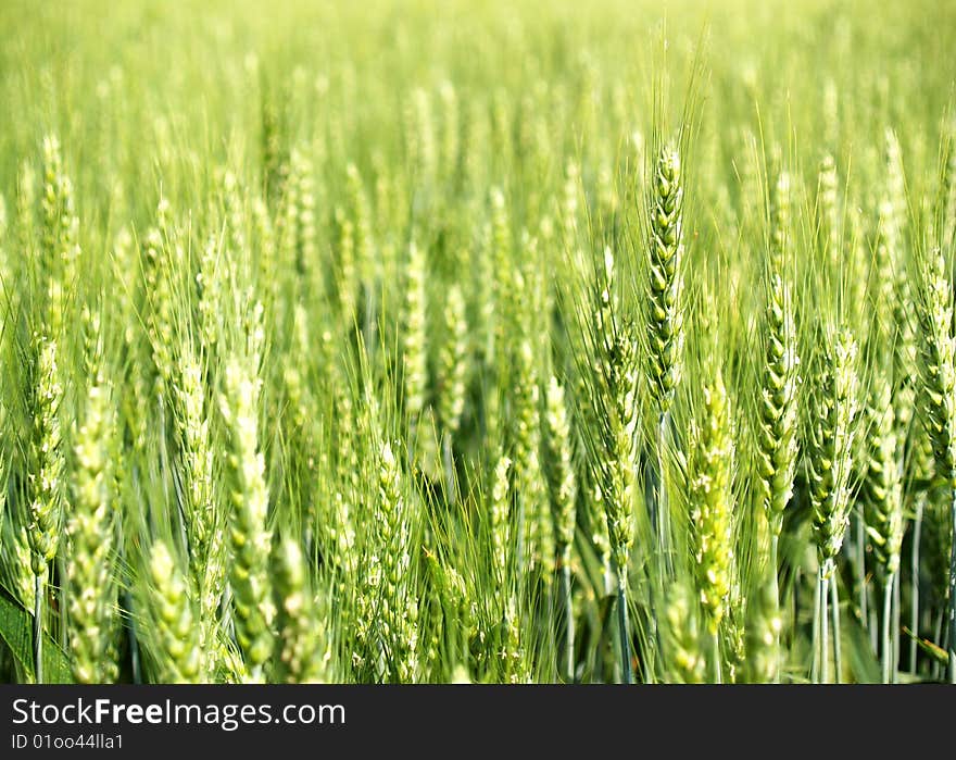 Spring Wheat