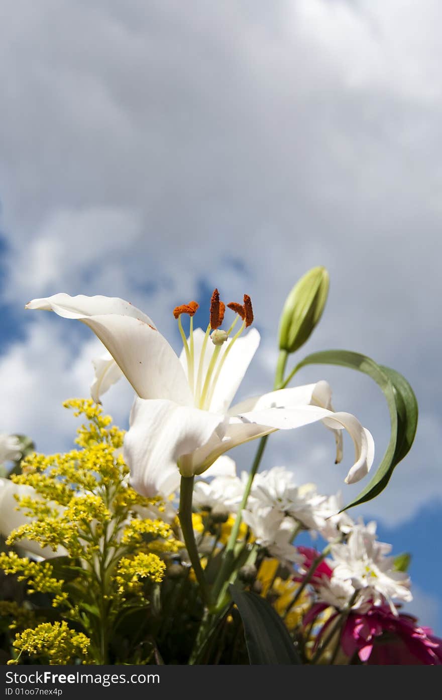 Flowers over clouds and sky