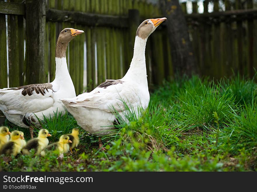 Goslings on grass