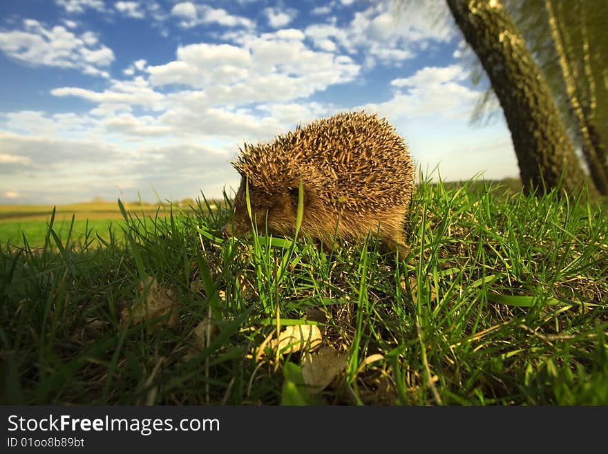 Hedgehog in grass