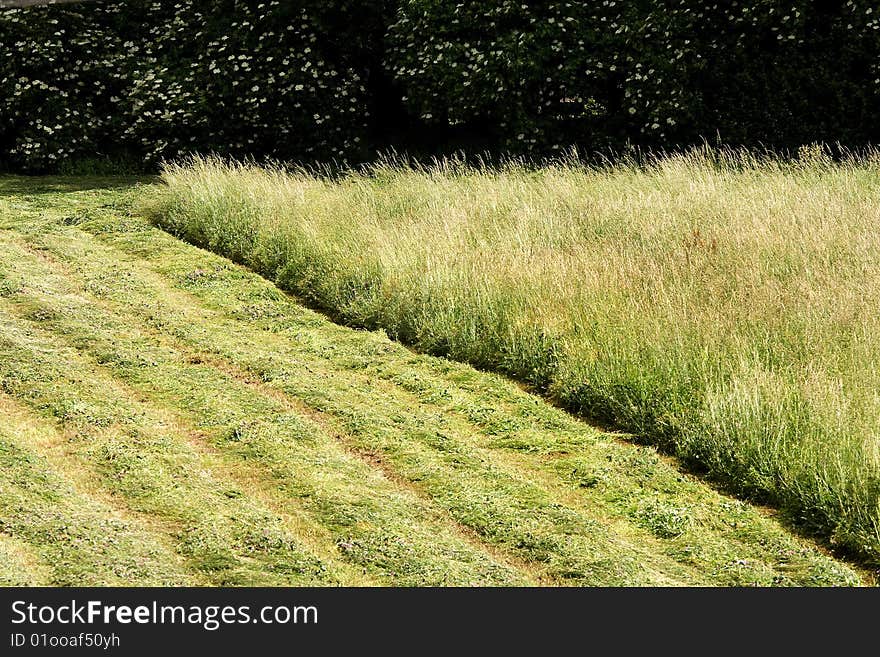 Lawn was where the grass swath