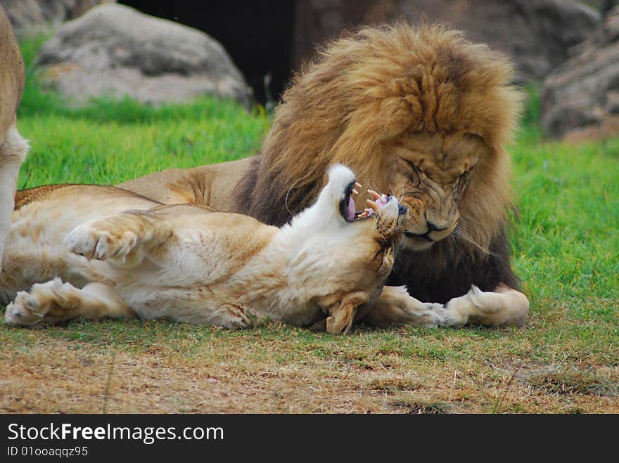 Lion with lioness growling in wild. Lion with lioness growling in wild