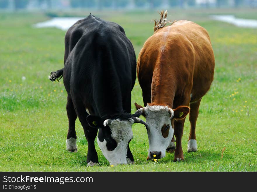 Cows on grazing on farmland in the Netherlands. Cows on grazing on farmland in the Netherlands