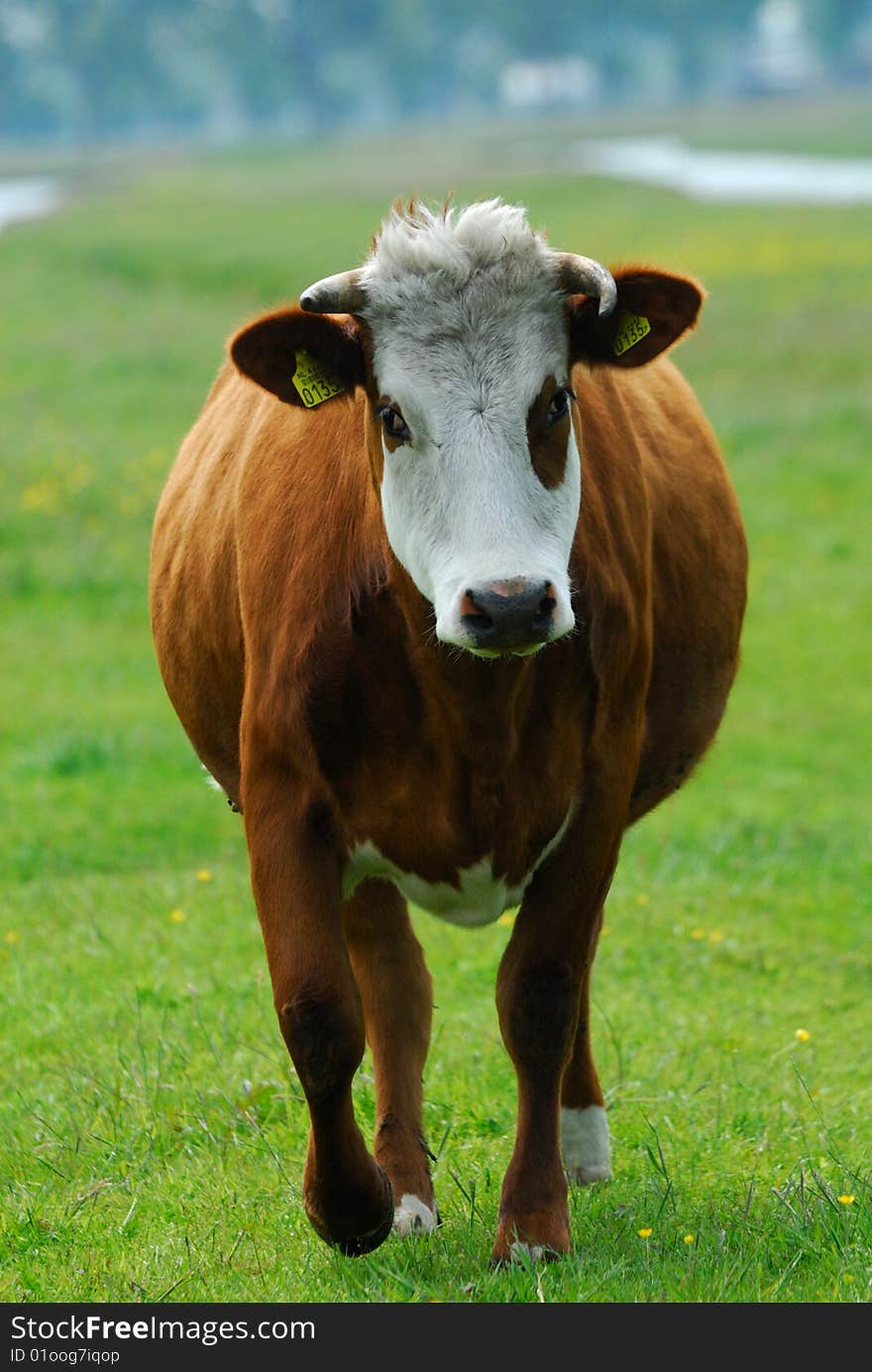 Cows on farmland