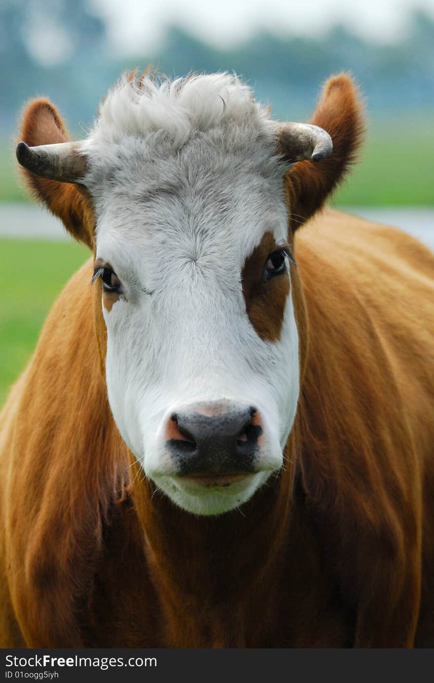 Funny Cow