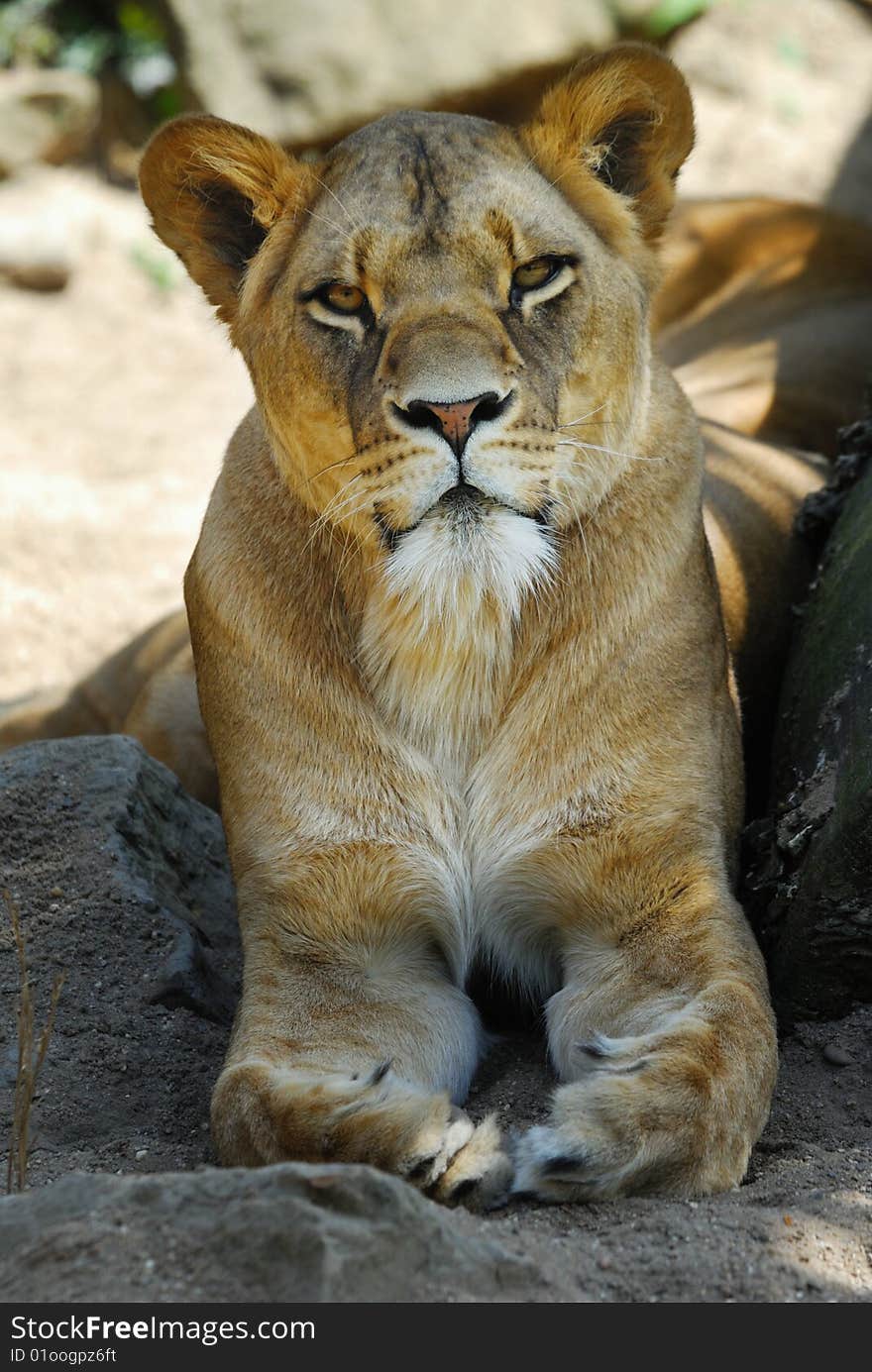 Closeup of a big african female lion