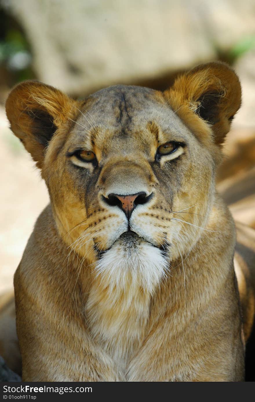 Closeup of a big african female lion